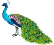 Результат пошуку зображень за запитом peacock png